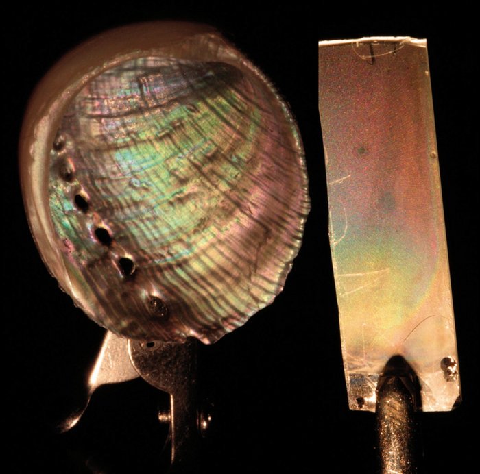 Links ist die mit Perlmutt überzogene Innenseite einer Muschel zu sehen, daneben ein Stück des künstlichen Perlmutts. Beide schimmern in verschiedenen Farben, das künstliche Perlmutt hat eine wesentlich glattere Oberfläche als die Muschel.