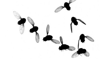 Mehrere Abbildungen einer Fliege im Flug mit unterschiedlicher Flügelstellung