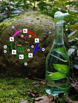 Wasserflasche, die eine Pflanze enthält neben einem großen Stein; daneben grafisch dargestellt ein chemischer Kreislauf aus verschiedenen Elementen