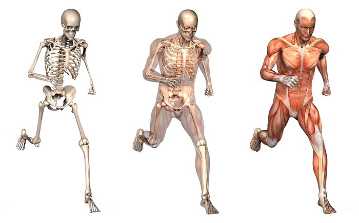 Links nur das Skelett eines laufenden Mannes, in der Mitte dessen Skelett nochmals mit Darstellung von Sehnen und Haut, rechts wieder der gleiche Mann, nun ist auch seine Muskulatur dargestellt.