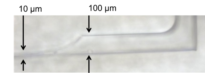 Die Detailaufnahme zeigt einen Teil des Mikrofluidikchips, der im Rahmen des JOINT-Projekts von Wissenschaftlern des Helmholtz-Zentrums Geesthacht entwickelt worden ist. Sie zeigt die Verengung von hundert Mikrometer auf zehn Mikrometer.