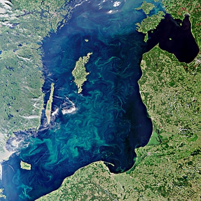Blaualgen-Teppich auf der Ostsee
