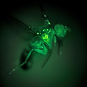 Eine Fliege im Dunkeln, fluoreszierendes grünes Licht macht bestimmte Bereiche am Oberkörper sichtbar
