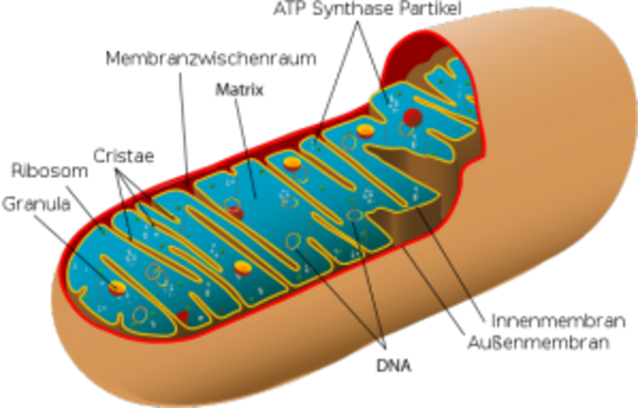 Mitochondrien liefern Strom in Bio-Brennstoffzellen