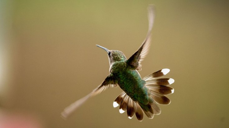 Kolibri im Flug | Bildquelle: Wirestock/iStock Winziger Vogel im Flug