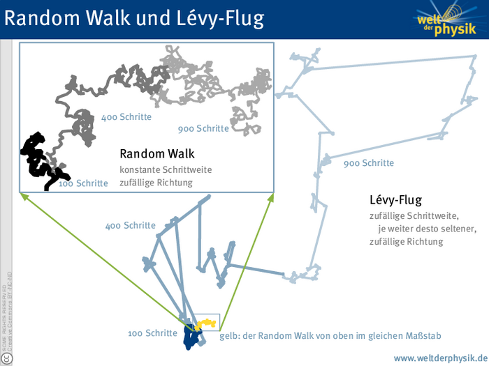 Random Walk und Lévy-Flug Zwei Teilchenbahnen. Die eine des Random Walk zeigt ein gleichmäßiges, aber zufälliges Muster, das eine langsame Bewegung vom Ursprungsort weg erkennen lässt. Der Weg der Lévy-Fluges zeigt ähnliche Muster, die aber an einigen Stellen durch große Sprünge unterbrochen sind, sodass eine viel größere Strecke zurück gelegt wird.