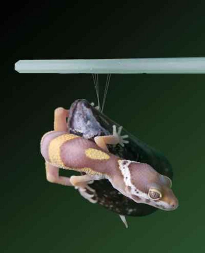 Gecko erklimmt eine Muschel