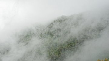 Bewaldeter Hügel im Nebel