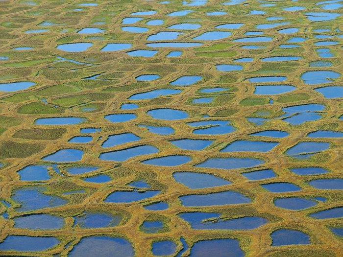 Polygonale Seen in der Tundra Foto. Ebene Seenlandschaft. Die Seen sind vieleckig und grenzen einer an den anderen. Die Ufer sind grün bewachsen.