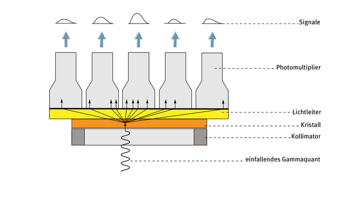 Messkopf einer Gammakamera Einfallendes Gammaquant ist als Pfeil dargestellt, der von unten nach oben durch drei Schichten dringt und zwar durch den Kollimator, den Kristall und den Lichtleiter. Im Kristall wird das Lichtquant in mehrere Signale aufgespalten. Auf den Schichten sitzen oben fünf röhrenartige Photomultiplier. Die mittleren Photomultilier werden von mehr Signalen erreicht als die äußeren und geben deshalb am Ende ein stärkeres Ausgangssignal aus.