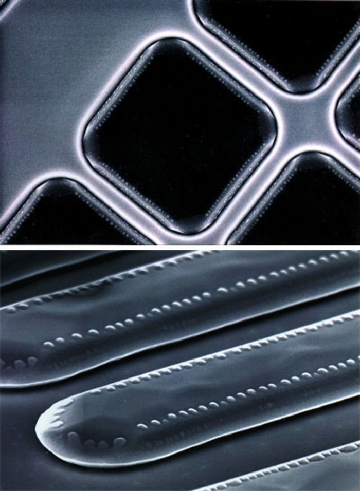 Schwarz-weiße Mikroskopaufnahme: Längliche Zungen auf der Oberfläche mit weißen Punkten auf den Rändern
