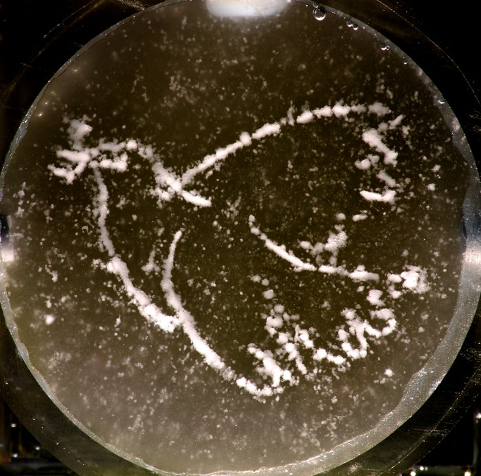 Akustisches Hologramm erzeugt Taubenform In einer Schale befindet sich Wasser, an deren Oberfläche Ultraschall mikroskopisch große Kügelchen in einer Form einer Friedenstaube angeordnet hat.