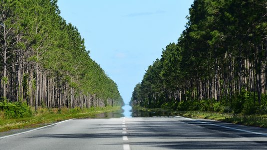 Das Foto zeigt eine gerade und von Bäumen gesäumte Straße. In der Ferne scheint der Asphalt von Wasser bedeckt zu sein.