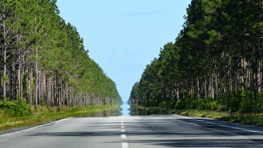 Das Foto zeigt eine gerade und von Bäumen gesäumte Straße. In der Ferne scheint der Asphalt von Wasser bedeckt zu sein.