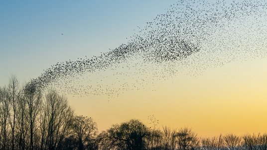 Vogelschwarm am Himmel