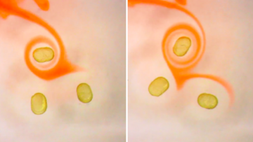 Mehrere Einzelbilder mit orangefarbenen Tropfen, darum eine farbige Spirale, die die durch Magnetismus hervorgerufene Bewegung andeutet