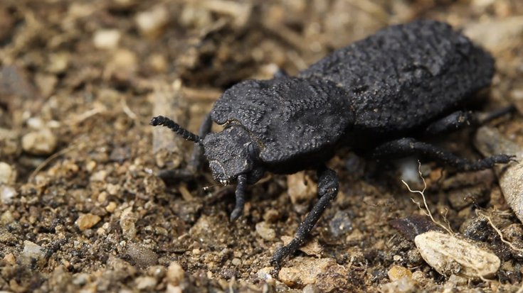 Welt der Physik: Nahezu unzerstörbare Käfer