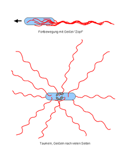Bakterienkörper schematisch als Oval mit Härchen dargestellt. Oben: die Härchen sind zum Zopf gegen die vom Pfeil angezeigte Bewegungsrichtung gebündelt. Unten: die Härchen stehen radial. Kreisende Pfeile deuten die Taumelbewegung an.
