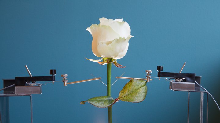 Eine Rose ist an ein elektrisches Leitungssystem angeschlossen.