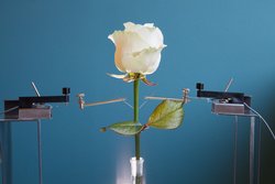 Eine Rose ist an ein elektrisches Leitungssystem angeschlossen.