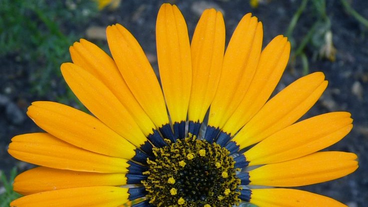 Viele Blüten reflektieren blaues und ultraviolettes Licht, um damit Bienen und Hummeln anzulocken, Bildquelle: Edwige Moyroud; Lizenz: gemäß den Bedingungen der Quelle Blüte mit dünnen, langen Blütenblättern.