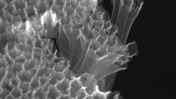 Mikroskopbild von Elektrodenmaterial