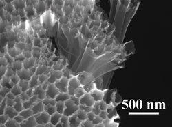 Mikroskopbild in schwarzweiß, es ist ein Material zu erkennen, das aus röhrenförmigen Strukturen besteht, die eng aneinander sitzen.
