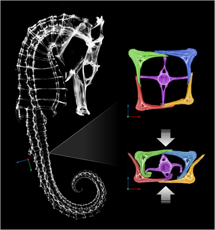 Links das Skeltt eines Seepferdchens, rechts sind die Knochenplatten zu sehen. Auf einem Bild haben sie den üblichen Abstand und bilden ein Viereck mit Innenverbindungen, auf dem zweiten gleiten sie bei Druck von außen enger ineinander.