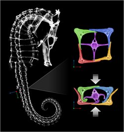 Links das Skeltt eines Seepferdchens, rechts sind die Knochenplatten zu sehen. Auf einem Bild haben sie den üblichen Abstand und bilden ein Viereck mit Innenverbindungen, auf dem zweiten gleiten sie bei Druck von außen enger ineinander.