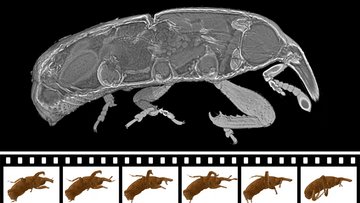Kinostreifen, der in einzelnen Röntgenbildern von links nach rechts die Bewegung eines krabbelnden Kornkäfers zeigt.
