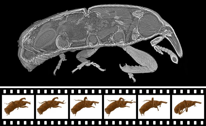 3D-Röntgenfilm Oben eine 3D-Röntgenaufnahme, auf der sich die inneren Strukturen – darunter die Hüftgelenke – des Kornkäfers als Konturen abzeichnen. Unten ein Filmstreifen mit Lochrand, der in mehreren Röntgenbildern von links nach rechts den Bewegungsablauf eines krabbelnden Kornkäfers zeigt.
