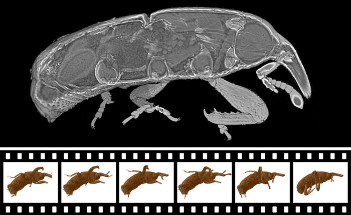 Oben eine 3D-Röntgenaufnahme, auf der sich die inneren Strukturen – darunter die Hüftgelenke – des Kornkäfers als Konturen abzeichnen. Unten ein Filmstreifen mit Lochrand, der in mehreren Röntgenbildern von links nach rechts den Bewegungsablauf eines krabbelnden Kornkäfers zeigt.