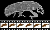 Oben eine 3D-Röntgenaufnahme, auf der sich die inneren Strukturen – darunter die Hüftgelenke – des Kornkäfers als Konturen abzeichnen. Unten ein Filmstreifen mit Lochrand, der in mehreren Röntgenbildern von links nach rechts den Bewegungsablauf eines krabbelnden Kornkäfers zeigt.