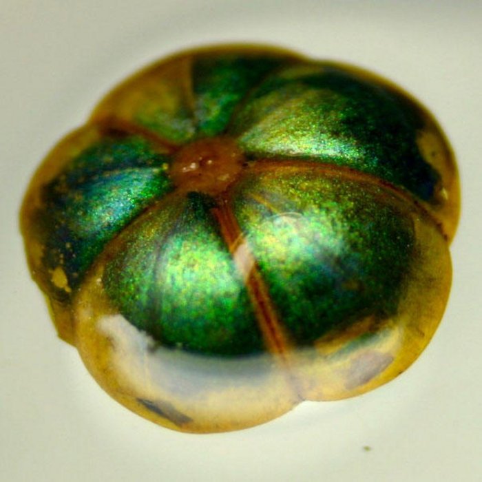 Margaritaria nobilis Beere mit schillernder Oberfläche in grün-blau und gelb.