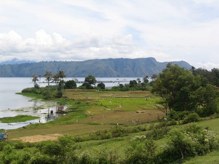 Reisfeld auf Sumatra
