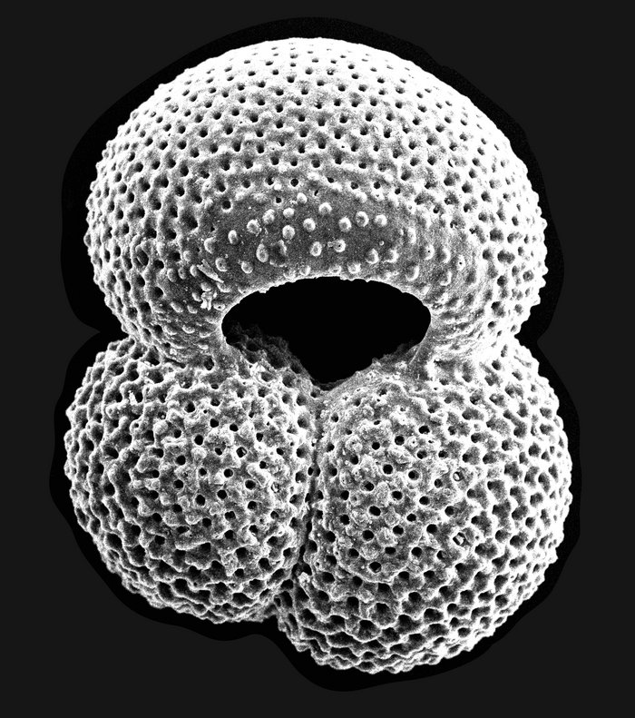 Fossilien von kalkbildenden Mikroorganismen Mikroskopaufnahme eines runden Gebildes mit einer löchrigen und rauen Oberfläche