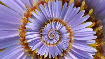 Eine Blüte mit schmalen, lila Blütenblättern windet sich symmetrisch um ihren Mittelpunkt.