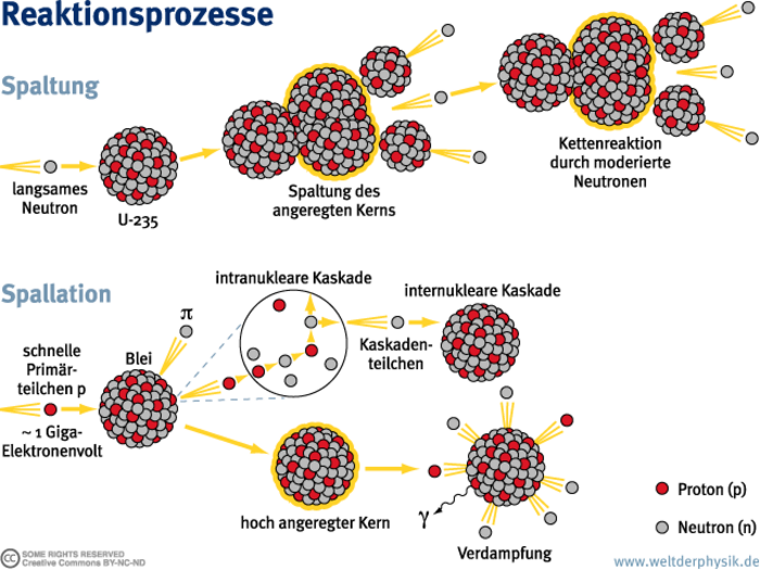 Das Schaubild zeigt die Funktionsweise der Spallation gegenüber der Kernspaltung. Bei der Kernspaltung werden jeweils nur wenige Neutronen frei, im Fall von Uran 235 drei. Bei der Spallation entsteht dagegen eine ganze Kaskade von Teilchen, unter anderem Pionen, Protonen und auch Neutronen. Am Beispiel von Blei ist gezeigt, dass durch Beschuss eines Atomkerns mit Protonen von etwa 1 Giga-Elektronenvolt Energie zunächst in einer intranuklearen Kaskade viele Teilchen entstehen, die dann weitere Kerne treffen und eine internukleare Kaskade auslösen. Zudem wird der ursprüngliche Atomkern hoch angeregt und setzt durch sogenannte Verdampfung weitere Elementarteilchen frei.