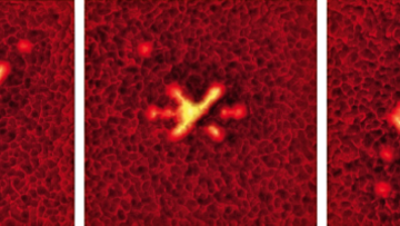 Mit einem Laser regen die Garchinger Physiker in verschiedenen Mustern gezielt einzelne Atome des Quantengases im optischen Gitter an.