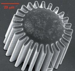 Ein elektronenmikroskopisches Bild des mikroskopisch kleinen Zahnrades. Es hat nur etwa 60 Mikrometer Durchmesser, ist also etwa 1000 mal kleiner als herkömmliche Zahnräder. Von diesen unterscheidet es sich optisch nur darin, dass die Zähne etwas runder aussehen.