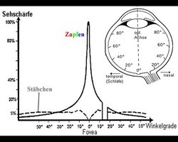 Sehschärfe, aufgetragen gegen den Winkel zur optischen Achse des Auges. Für die Stäbchen ist die Schärfe immer gering mit etwa fünf Prozent. Zwischen plus-minus 10 Grad Entfernung vom Zentrum geht sie V-förmig auf Null herunter. Die Schärfe des Zapfensehens hingegen steigt von zwei bis drei Prozent bei über 50 Grad exponentiell zur Mitte hin an und erreicht bei null Grad 100 Prozent.