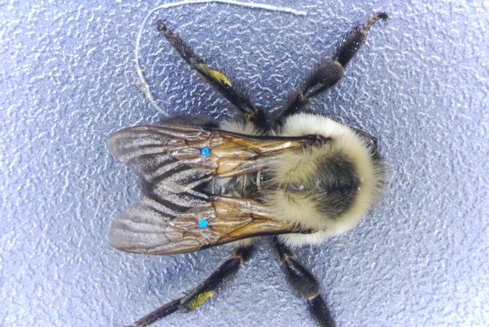Hummel mit versteiften Flügeln Hummel aus der Vogelperspektive, am Untergrund sitzend.