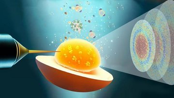 Grafik: EIne Kanüle führt in ein Eigelb, das über einem aufgeschnittenenen Ei angezeigt wird; nach rechts strömen in Ringform angedeutete Strahlen; über dem Eigelb steigen bunte Punkte auf
