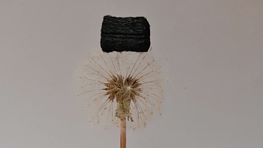 Hand hält Pusteblume, auf der ein schwarzes Stück des Holzschwamms liegt