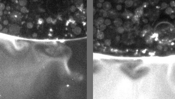 Fünf Mikroskopaufnahmen, die einen Zeitverlauf von sieben Stunden wiedergeben: ganz links ein schwarzes Feld, über  mehrere Stunden und Bilder nähern sich eine Zusammenballung kugelförmiger Gebilde oben und eine schwadenartige Masse unten an