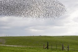 Aufsteigender Vogelschwarm über einer Wiese