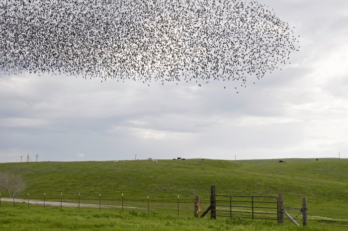 Aufsteigender Vogelschwarm über einer Wiese