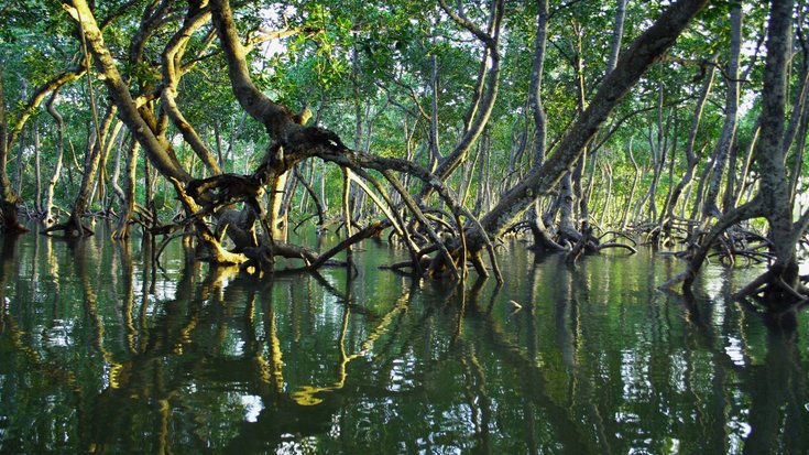 Mehrere Bäume in einer sumpfigen Wasserlandschaft