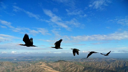 Fünf gänsegroße Vögel mit sichelförmigen Schnäbeln fliegen in V-Formation über einer Gebirgslandschaft.