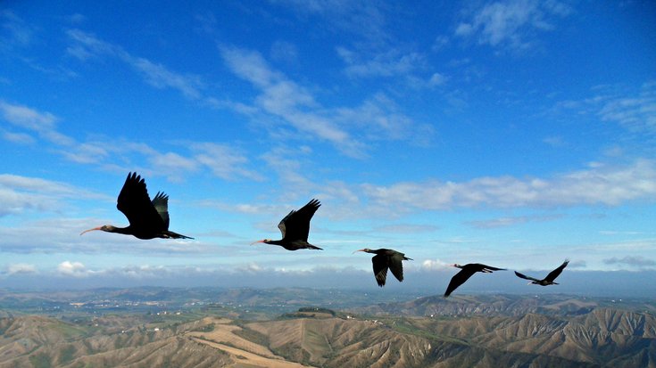 Fünf gänsegroße Vögel mit sichelförmigen Schnäbeln fliegen in V-Formation über einer Gebirgslandschaft.